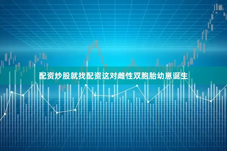 配资炒股就找配资这对雌性双胞胎幼崽诞生
